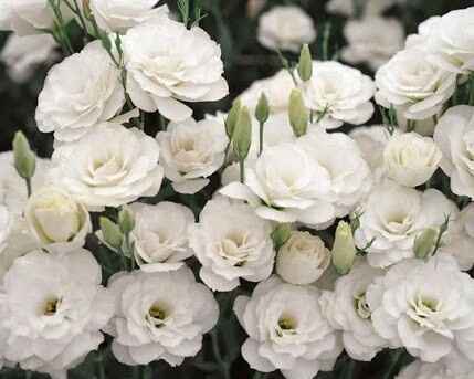  Flores - 1