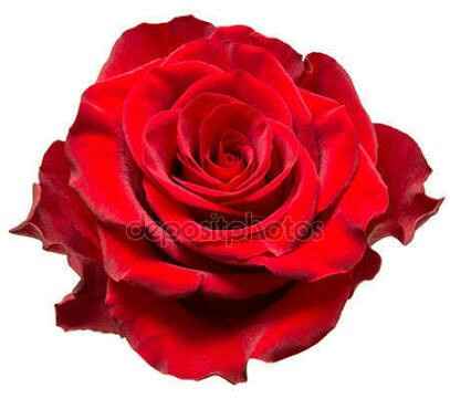  Flores - 2