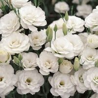  Flores - 1