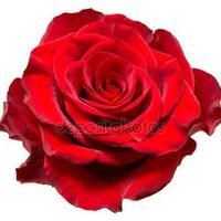  Flores - 2