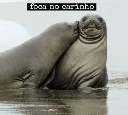 Foca no Carinho