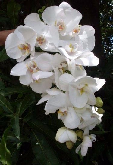 Orquídea Phalaenopsis