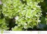 Flores - 1