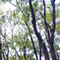Thamara