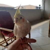 Quantas crianças terá no cortejo? 🎲 - 1
