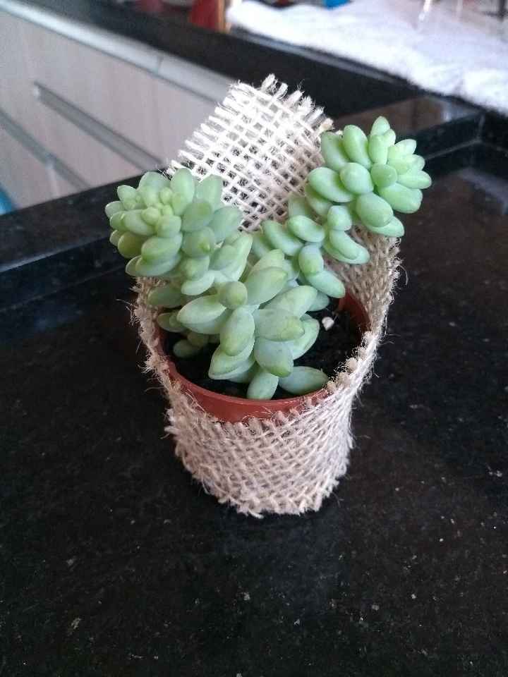 Suculentas de lembrançinhas! 🌱🌵 - 1