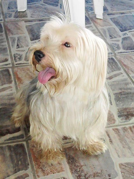 meu cachorrinho