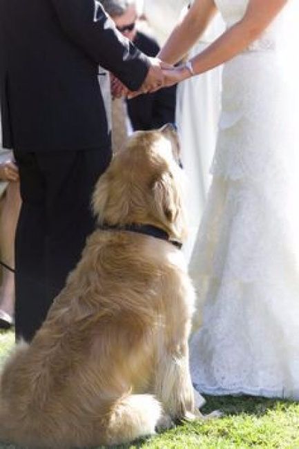 Pets no casamento
