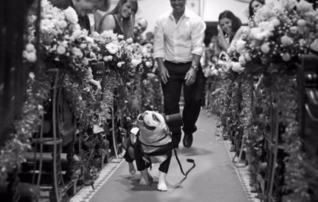 Pets no casamento