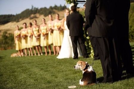 Pets no casamento