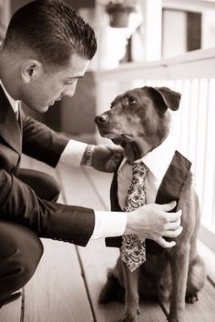Pets no casamento