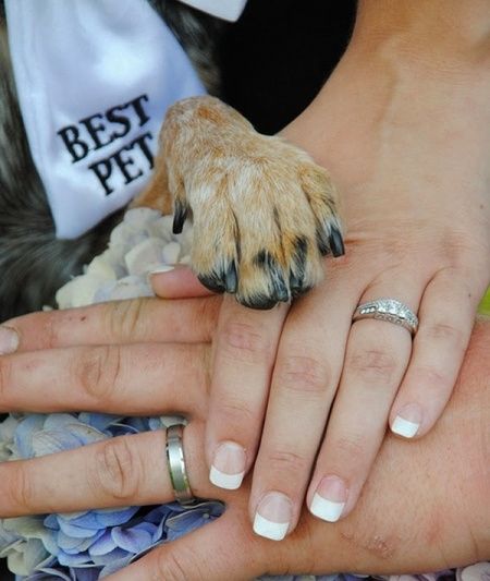 Pets no casamento
