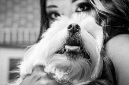 Pets no casamento