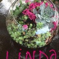 Vaso Suculentas 2