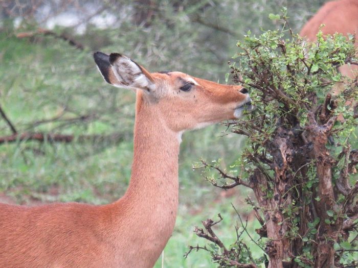Antilopes