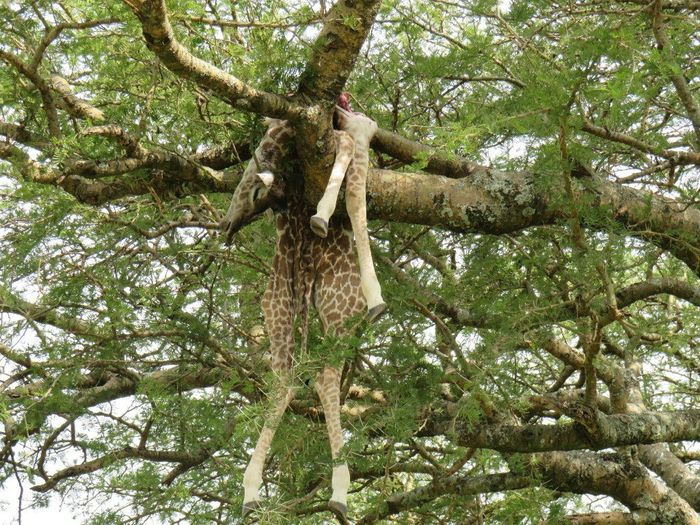 Filhote de girafa que virou comida