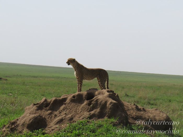 Cheeta 