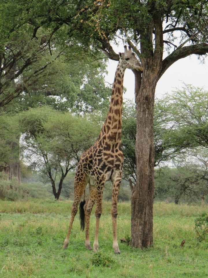 Girafas