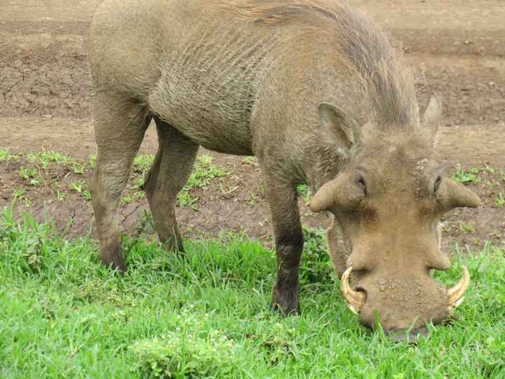 O pumba ao vivo não é tao bonitinho
