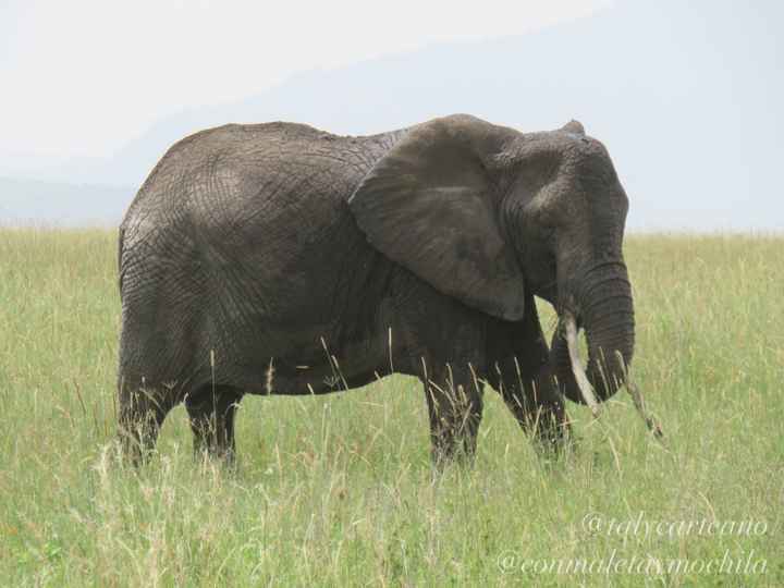 Esse elefante passou pertinho do carro, menos de 2 metros!