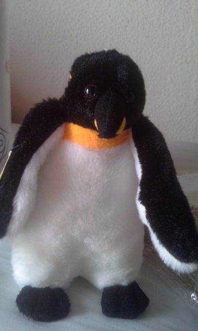 Meu pinguinzinho ( vou joga-lo como buque rsrs)