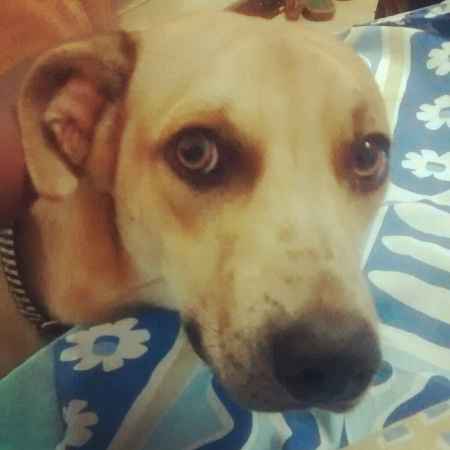Save the date com nossos pets - 1