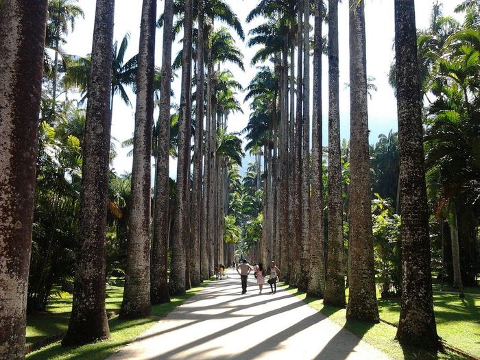 Jardim Botanico 2