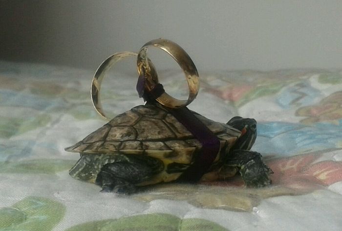 Pets no casamento - 2