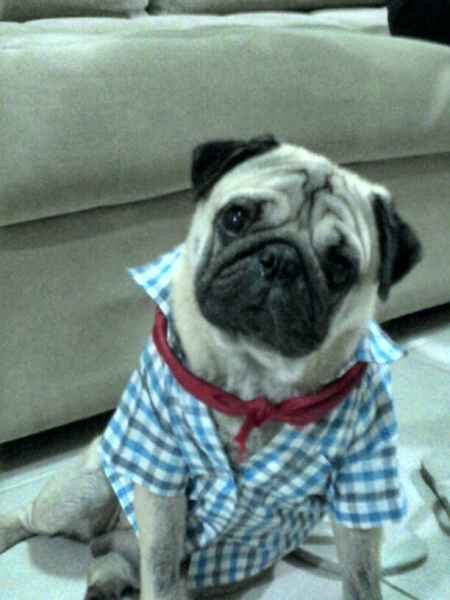 Meu cachorro vai entregar as alianças! - 1