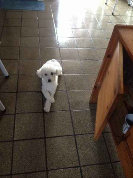 Cachorro na cerimônia - 1