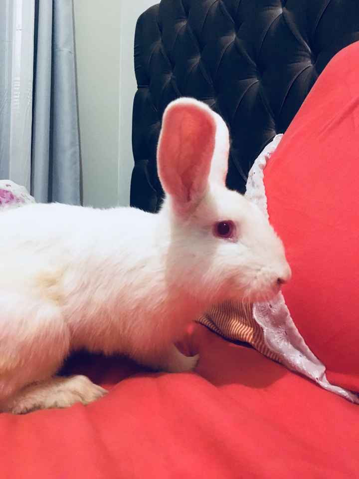 Especial: Bichinhos de estimação no casamento! 🐶 - 2