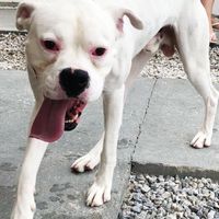 Especial: Bichinhos de estimação no casamento! 🐶 - 1