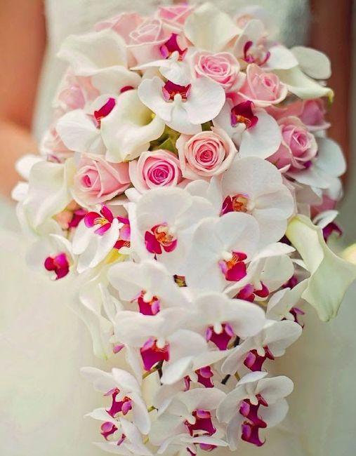 orquídeas 