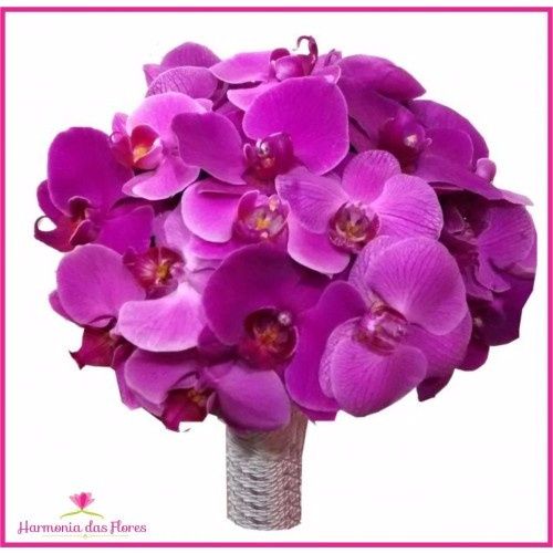 orquídeas 