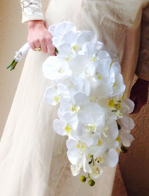 orquídeas 