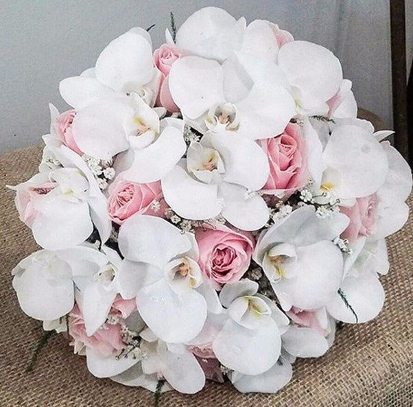 orquídeas 