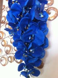 orquídeas 