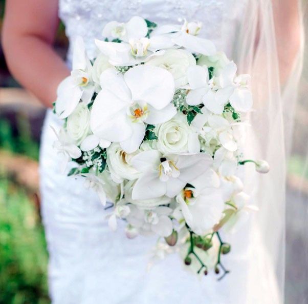 orquídeas 