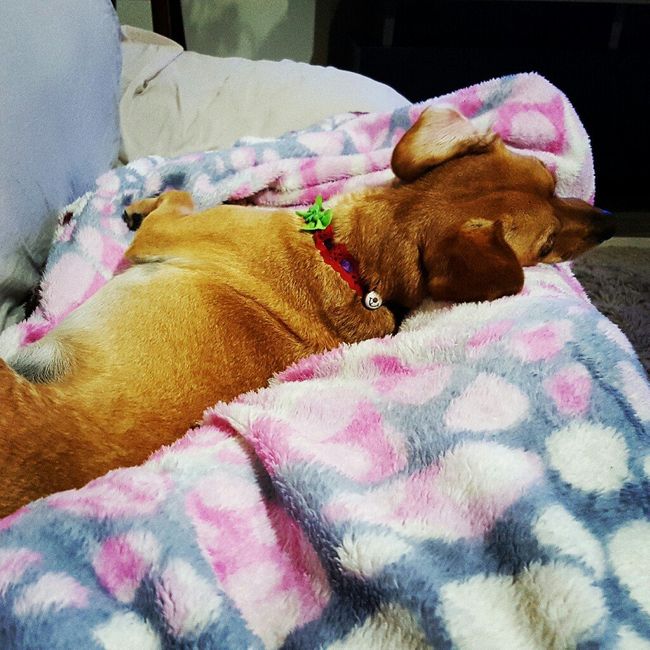 Meu cachorro na cerimônia - 1