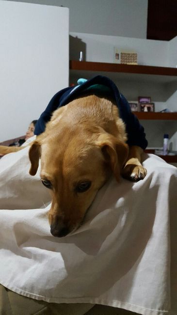 Meu cachorro na cerimônia - 2