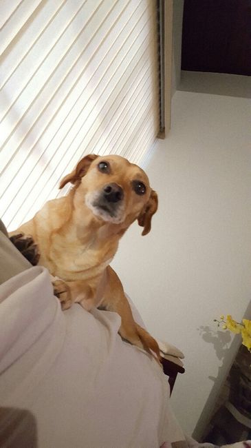 Meu cachorro na cerimônia - 3