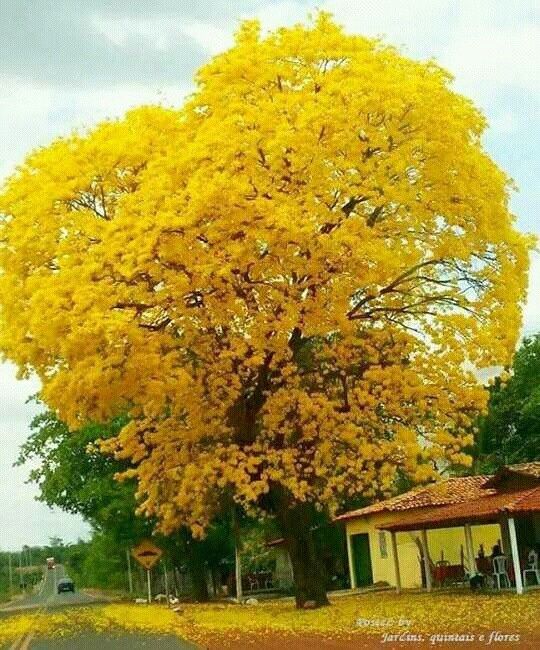 Flores! cores e mais cores! - 14