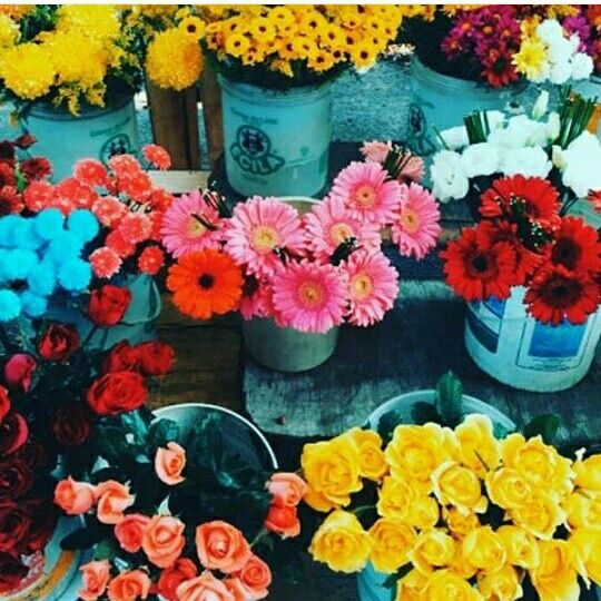 Flores! cores e mais cores! - 15