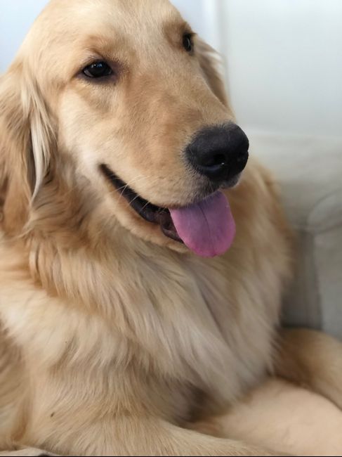 Cachorro na cerimônia 1