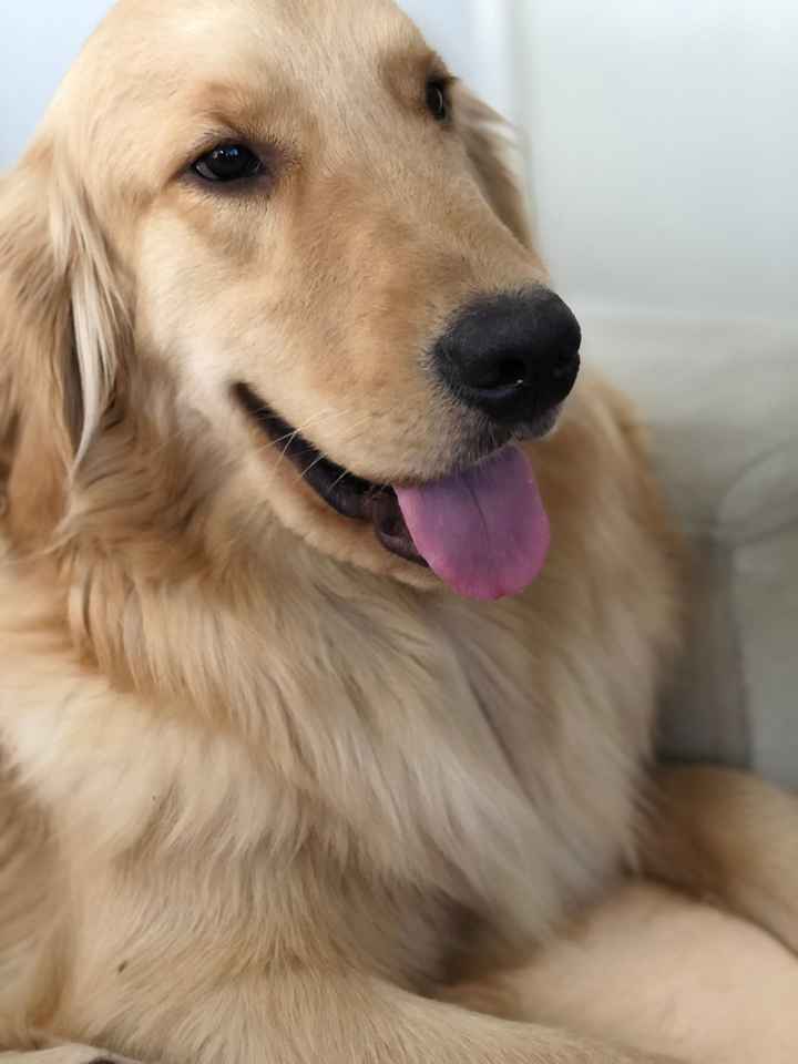 Cachorro na cerimônia - 1