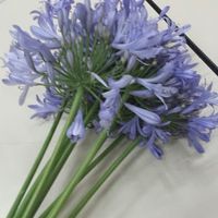 Se meu casamento fosse hj!!