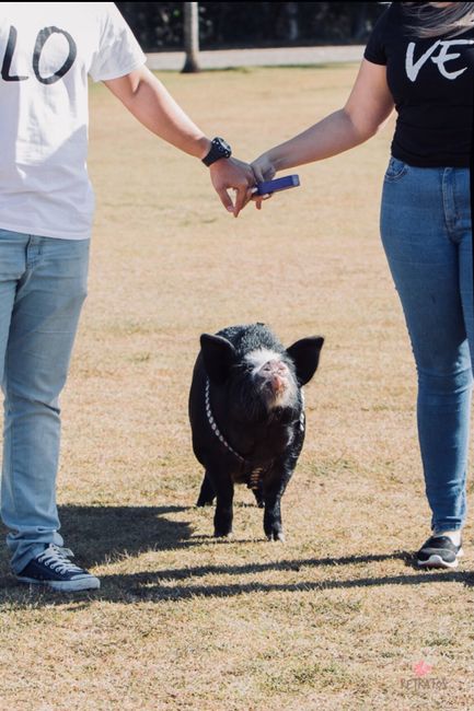 Meu pré wedding - vem Ver! 💖📸👰🏼🐷 - 6