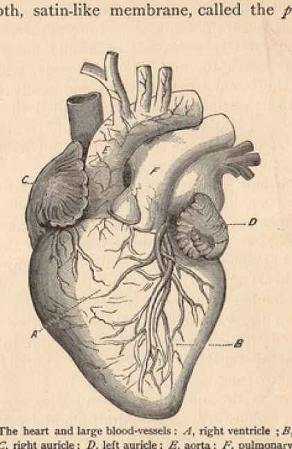 Coração anatômico
