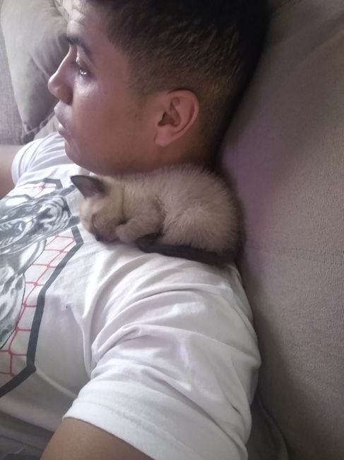 Gatos em casamento 1