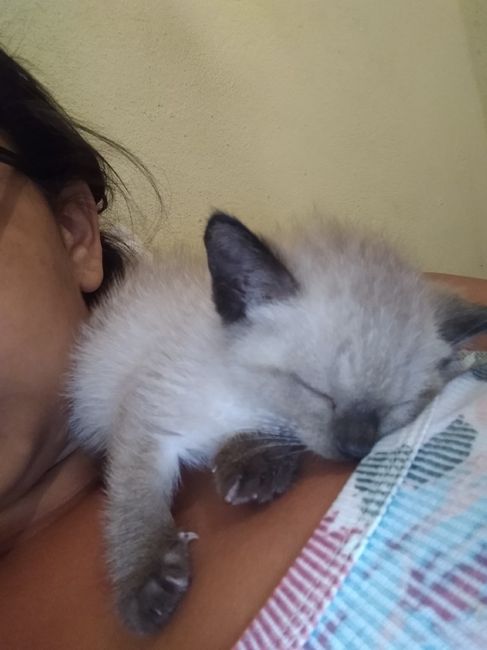 Gatos em casamento 2